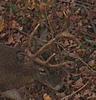 Is this the same deer?-1108.jpg