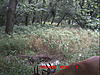 Checked the Trail Cams....Pics-icam0102.jpg