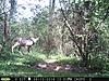 ***Need an AGE and SCORE for this BUCK***-2014-septbuck-03.jpg