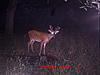 Checked the Trail Cams....Pics-icam0139.jpg