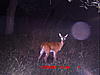 Checked the Trail Cams....Pics-icam0008.jpg