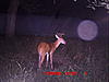Checked the Trail Cams....Pics-icam0035.jpg