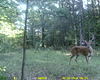 GA buck down-pear-tree-cam-002.jpg