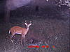 Checked the Trail Cams....Pics-icam0101.jpg