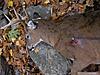 Zero Plane Fixed Blade Broadhead search-o7bowbuck-009.jpg