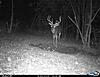 Southwestern, Pennsylvania Buck-2015-latesept-05.jpg