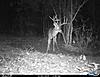 ***NEED YOUR HELP*** Score this Buck.-2015-lastchance-01.jpg