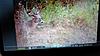 Age and Score?????-trailcam6.jpeg