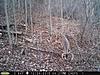 Southwestern, Pennsylvania Buck-x-masbuck-01.jpg