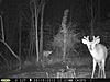 Pennsylvania Bucks Starting To Sprout Horns-z0521-02.jpg