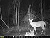 Pennsylvania Bucks Starting To Sprout Horns-z0521-04.jpg