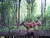 Pennsylvania Bucks Starting To Sprout Horns-z0521-06.jpg