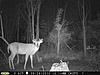 Pennsylvania Bucks Starting To Sprout Horns-z-memorial-01.jpg