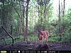 Pennsylvania Bucks Starting To Sprout Horns-z-memorial-03.jpg