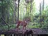 Pennsylvania Bucks Starting To Sprout Horns-z-memorial-04.jpg