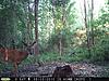 Pennsylvania Bucks Starting To Sprout Horns-z-latemay-01.jpg