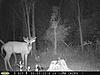 Pennsylvania Bucks Starting To Sprout Horns-z-latemay-03.jpg