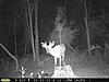 Pennsylvania Bucks Starting To Sprout Horns-z-latemay-04.jpg