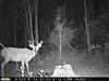 Pennsylvania Bucks Starting To Sprout Horns-z-latemay-05.jpg