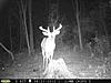 Pennsylvania Bucks Starting To Sprout Horns-zzz-20june-03.jpg