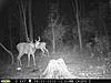 Pennsylvania Bucks Starting To Sprout Horns-zzz-20june-04.jpg