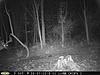 Pennsylvania Bucks Starting To Sprout Horns-z8-buck-01.jpg