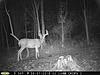 Pennsylvania Bucks Starting To Sprout Horns-z8-buck-02.jpg