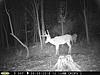 Pennsylvania Bucks Starting To Sprout Horns-z8-buck-03.jpg