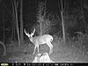 Pennsylvania Bucks Starting To Sprout Horns-zzzzz-septbuck-01.jpg