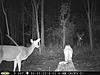 Pennsylvania Bucks Starting To Sprout Horns-zx-midseptbuck-02.jpg