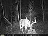 Pennsylvania Bucks Starting To Sprout Horns-zx-midseptbuck-04.jpg