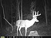 Pennsylvania Bucks Starting To Sprout Horns-zx-midseptbuck-06.jpg