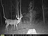 Pennsylvania Bucks Starting To Sprout Horns-zx-midseptbuck-08.jpg