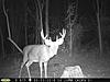 Pennsylvania Bucks Starting To Sprout Horns-zx-midseptbuck-09.jpg