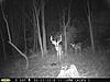 Pennsylvania Bucks Starting To Sprout Horns-zbuck-sept23-01.jpg