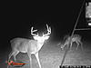 Back yard buck-wgi_0070.jpg