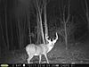 Pennsylvania Bucks Starting To Sprout Horns-zzz-oct-01.jpg