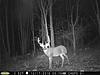Pennsylvania Bucks Starting To Sprout Horns-zzz-oct-02.jpg