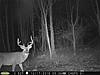 Pennsylvania Bucks Starting To Sprout Horns-zzz-oct-03.jpg