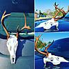 FL Buck down-img_20161104_135155.jpg