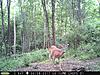 Early Stage SW Pennsylvania Buck-2017-junebuck-02.jpg