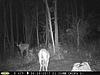 Early Stage SW Pennsylvania Buck-2017-julybuck-001.jpg