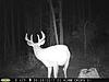 Early Stage SW Pennsylvania Buck-2017-julybuck-002.jpg