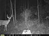 Early Stage SW Pennsylvania Buck-2017aug25-03.jpg