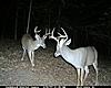 The four year progression of 2 mature bucks-cdy_-1151-.jpg