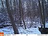 What Critter is this on my Trail Cam?-trailcam-001.jpg