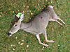 First deer of 09 down!-2009-doe-002.jpg
