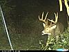 what would this deer score?-trailcam-2009.jpg