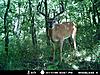 giant typical buck on trail cam-.jpg