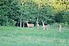 PICS taken last week-deer1.jpg